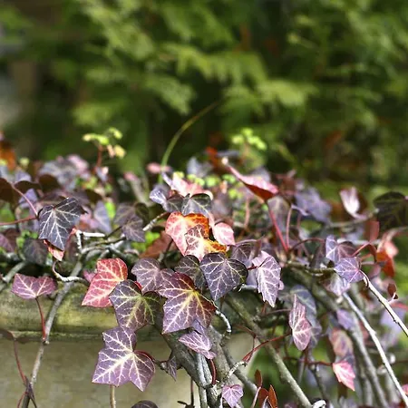 Hotel Imperial Colonia