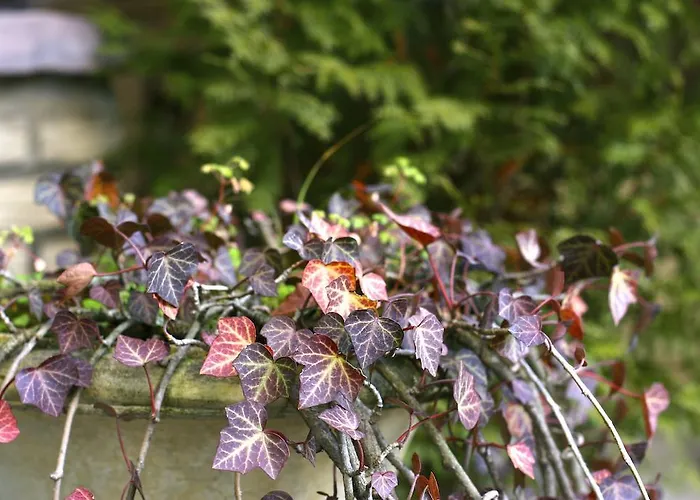 Hotel Imperial Cologne